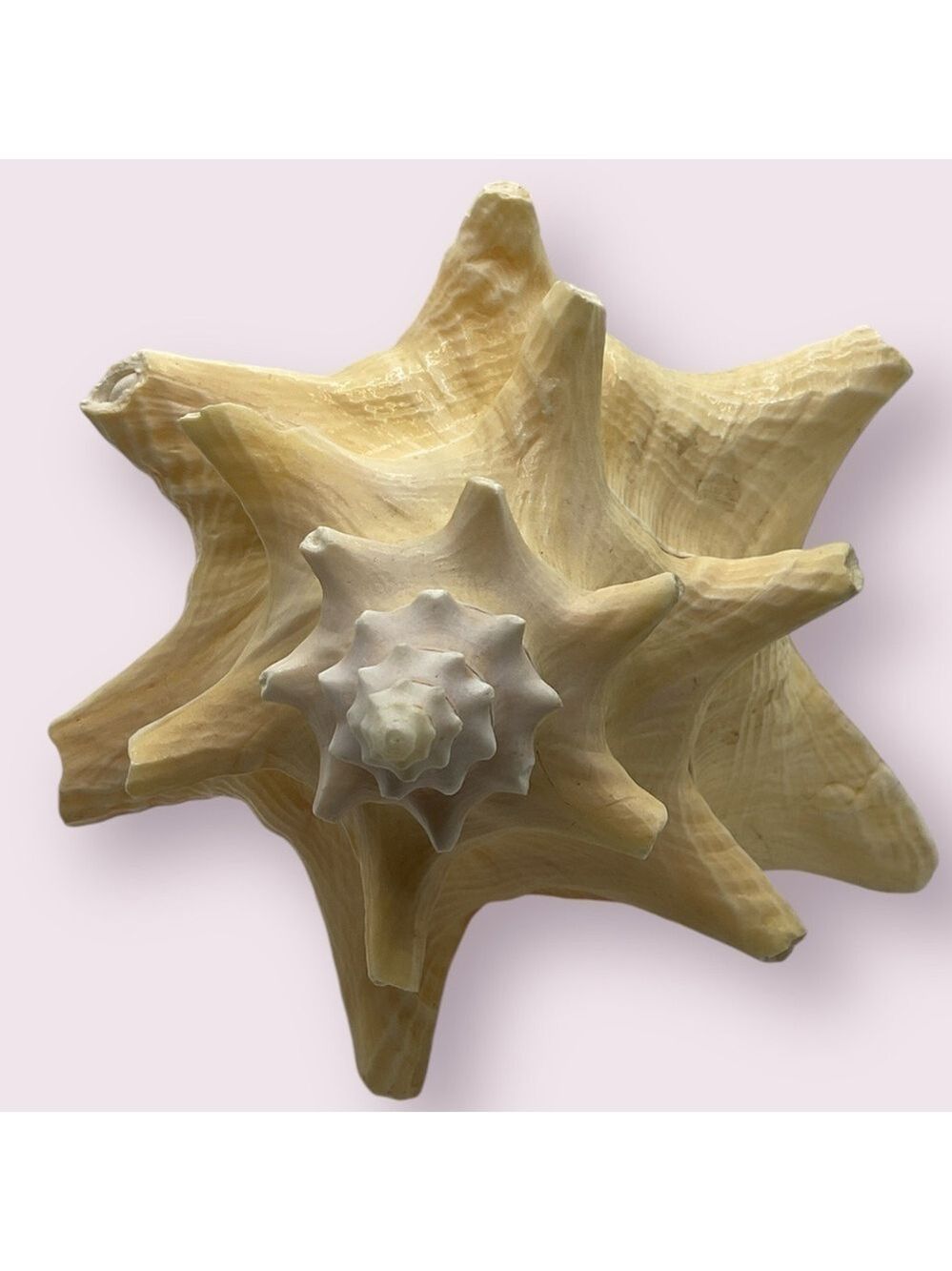 Extra Large Queen Conch Shell - Picture 5 of 5